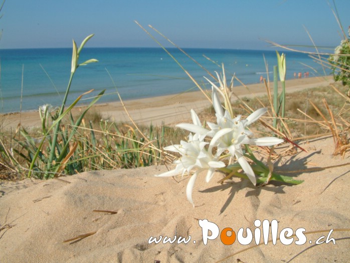 Lily-spontanee-Plage-photo-pouilles_004