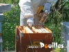 apiculture-Salento-photo-pouilles_124