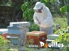 apiculture-Salento-pouilles_123