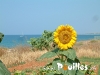 de-tournesol-photo-pouilles_164