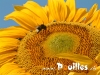 de-tournesol-photo-pouilles_167