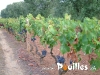 plants-de-vigne-photo-pouilles_001