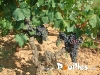 plants-de-vigne-photo-pouilles_010