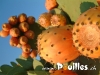prickly-poire-photo-pouilles_005