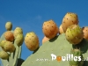 prickly-poire-photo-pouilles_020