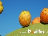 prickly-poire-photo-pouilles_021